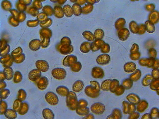 Cortinarius candelaris?